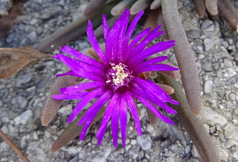 Aizoaceae: cfr. Delosperma cooperi